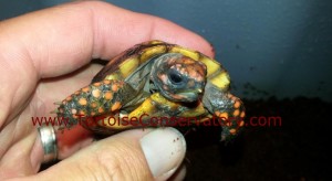 Cute Cherry-Head Red-Foot Tortoise Hatchling