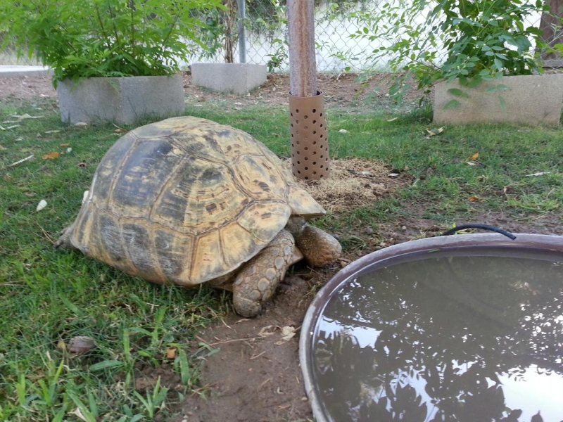 Tortoise Conservatory