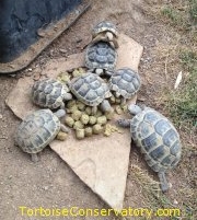 Tortoise Conservatory | Tortoise Care Information and Resources